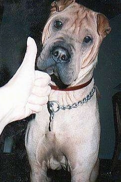 Close up - A tan Chinese Shar-Pei is sitting on a carpet, a person is giving the Shar-Pei a thumbs up and the dogs head is slightly tilted to the right. The dog has a large square head and small ears that fold over to the front in a v-shape.