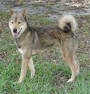 The left side of a tan with black and white Shikoku is standing across grass and it is looking forward. Its mouth is open and it looks like it is smiling. Its tail is curled up over its back.