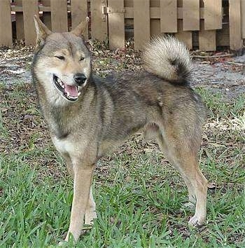 The left side of a happy looking, tall tan with black and white Shikoku dog that is standing in grass looking forward. Its mouth is open and its tongue is out. There is a wooden fence in the background. Its fluffy tail is curled up over its back. The dog looks happy.