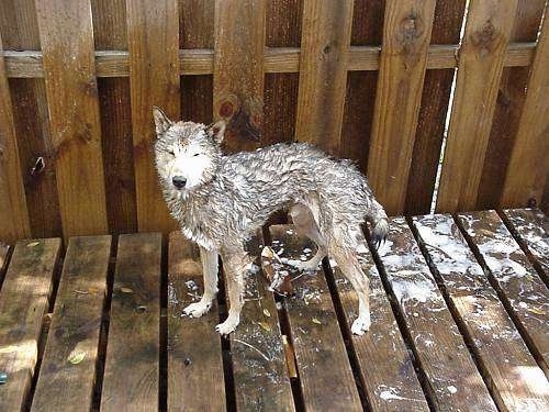 A wet soapy Shikoku dog is standing on a wooden porch looking forward. There is soap all over the deck.