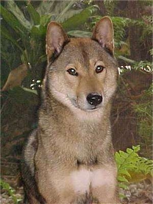 Close up - A tan with black and white Shikoku dog that is sitting outside in front of bushes. Its eyes are brown and almond shaped and it has small rounded bat perk ears and a black nose.