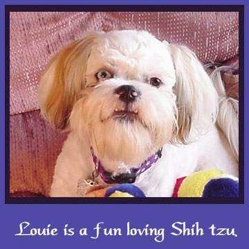Close up - A tan Shih-Tzu is sitting in an arm chair, there is a plush toy in front of it and it is looking up. There is am indigo border around the image and at the bottom the words - Louie is a fun loving Shih tzu - that is overlayed. The dog has one blue eye and one black eye and a black nose. It also has an underbite.