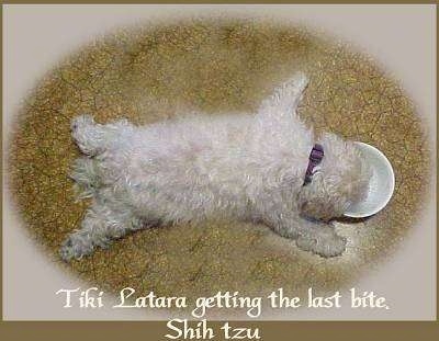Top down view of a tan Shih-Tzu that is laying out on a floor and it is drinking out of a water bowl with its paws spread to the sides. The words - Tiki Latara getting the last bite. Shih tzu - are overlayed in the bottom middle of the image.