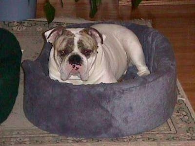Spike the Bulldog is laying in a blue dog bed on top of a rug and he is looking forward.