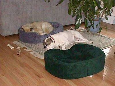 A tan with white dog is sleeping in a blue dog bed and sleeping next to him on top of a rug is Spike the Bulldog. There is an empty green dog bed next to Spike.