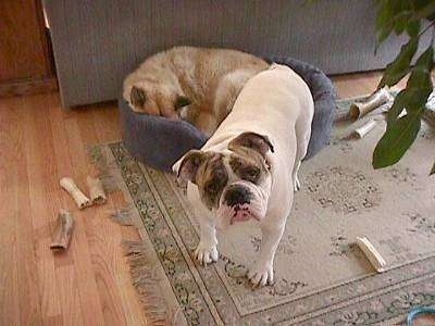 Spike the Bulldog is standing on a rug, he is looking up and his head is tilted to the left. Behind him a tan with white dog is sleeping in a blue dog bed.