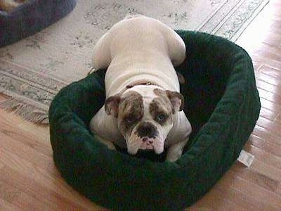Spike the Bulldog is laying down on a green dog bed and he is looking up.