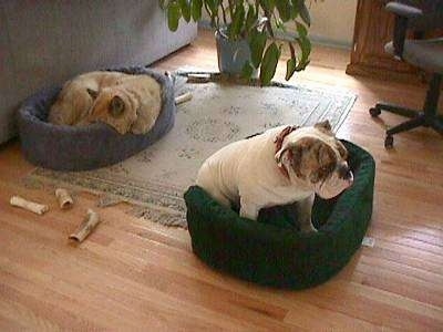 A tan with white dog is sleeping in a blue dog bed on top of a rug and across from him is Spike the Bulldog who is sitting in a green dog bed looking to the right.