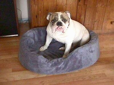 Spike the Bulldog is sitting on a dog bed and he is looking forward with a grumpy look on his face.
