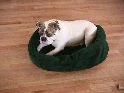 The left side of Spike the Bulldog who is laying in a green dog bed looking down and to the left