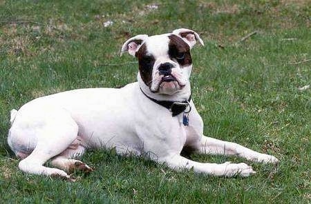 Side view - A white with brindle Valley Bulldog is laying across a grass surface, it is looking forward and its head is tilted towards the left.