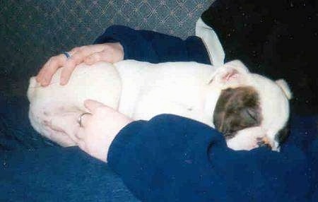A white with brindle Valley Bulldog puppy is sleeping on top of a person that is laying across a couch. It has small rose ears and its eyes are closed.