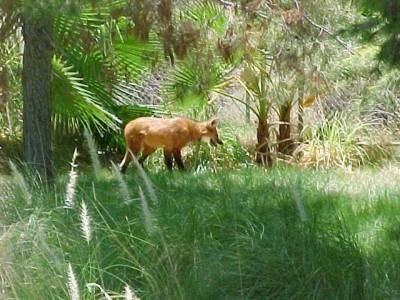 The right side of a red Wolf standing in forrested area