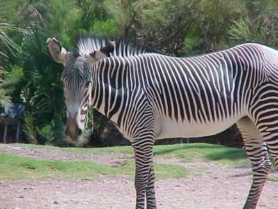 Zebra standing in a field