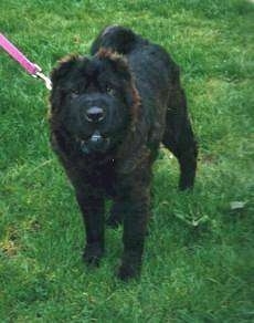 Front view - A black Chinese Shar-Pei dog is standing outside in grass, it is looking forward and up. It looks like an Ewok with its bottom white teeth showing.
