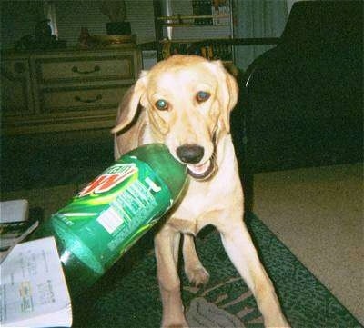 A yellow Labrador Retriever is standing on a carpet with an empty Mountain Dew Bottle in its mouth