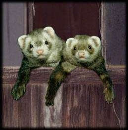 Front view - Two ferrets are hanging on to a wooden fence and they are looking forward.