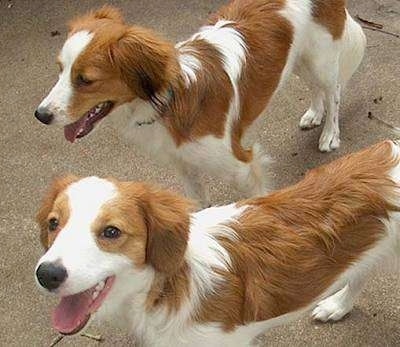 Two white with red Kooikerhondje puppies are standing on concrete. Both of there mouths are open and tongues are out