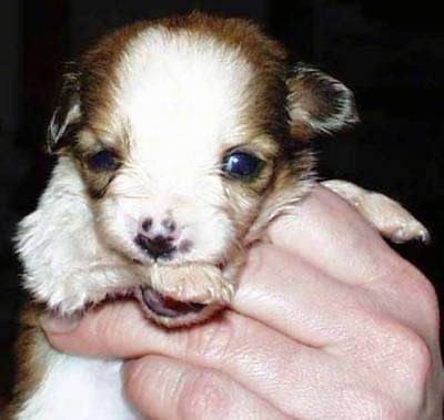 A tiny white with brown Kooikerhondje puppy is being held in the arm by a persons hand. It is biting its own paw