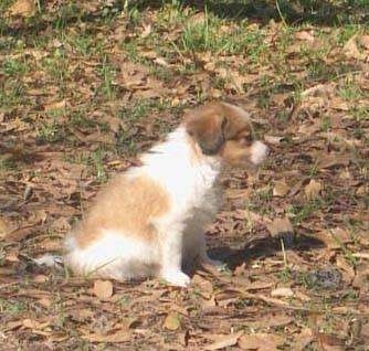 A small white with red Kooikerhondje puppy is sitting in grass that is covered in fallen leaves