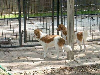 Two white with red Kooikerhondje dogs are standing inside of an outdoor dog kennel.