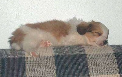 A white with red Kooikerhondje puppy is sleeping on the back of a blue and tan couch