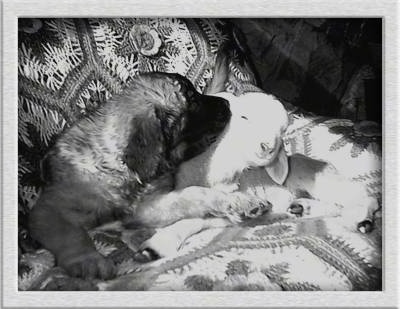 A black and white photo of a Leonberger puppy laying in a dog bed next to a lamb. The puppy is licking the side of the lamb.