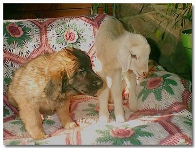 A Leonberger puppy is sitting on a dog bed covered in a white, green, red and pink flowered blanket next to a white baby lamb that is standing next to it.