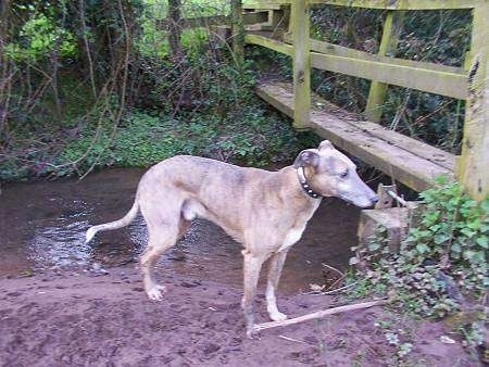 A brown brindle with white Lurcher is standing in the mud next to a stream with a very small wooden bridge that is across the water next to it.