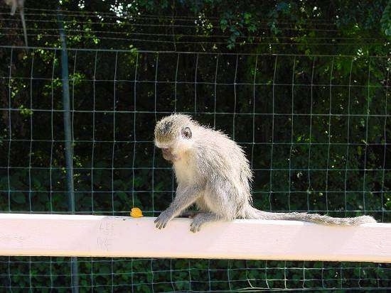 The left side of a monkey that is standing on a bench and there is a piece of a fruit in front of it on the back of the bench.