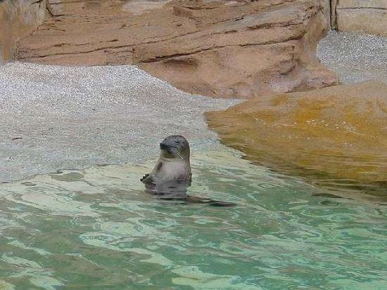 A seal is laying near a small beach at the crest of a large rock. It is sitting in a body of water and it is looking to the left.