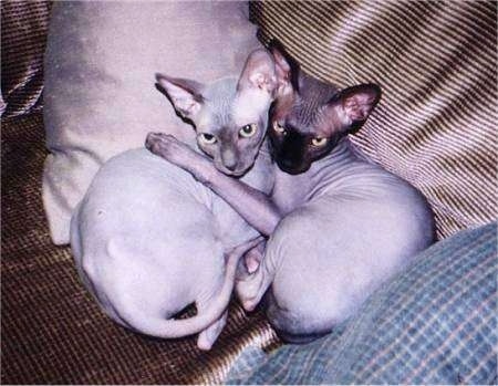 Storm and Tierra the hairless Sphynx Cats are cuddled together on a couch and looking towards the camera holder