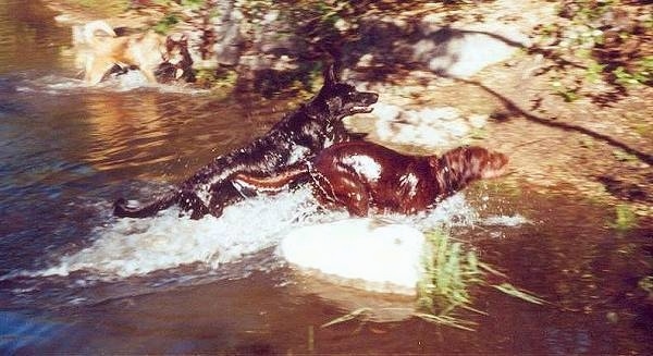 A Black Lab/Shepherd mix is running through water next to a chocalate Shepherd/Husky mix