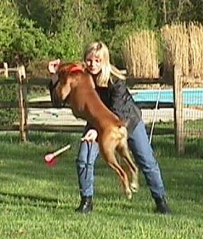 Allie the Boxer is beginning to jump over a baton being held by her owner.