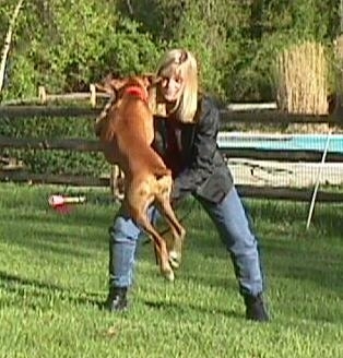 Allie the Boxer is Ascending over a baton, to get an item being held by her owner. There is a swimming pool behind them.