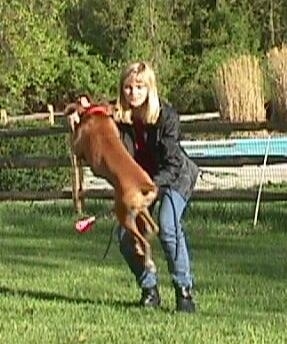 Allie the Boxer jumping over a baton that is being swung under her held by her owner, behind them is a wooden fence and a swimming pool.