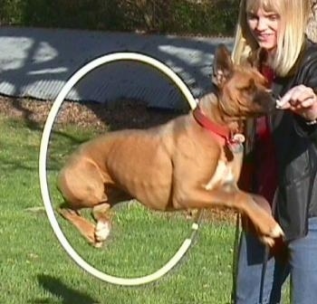 Allie the Boxer is jumping through a hula hoop to grab an item out of a persons hand.