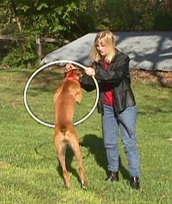 Allie the Boxer is beginning to jump through a hula hoop which is being held by her owner. There is a spring house behind them.