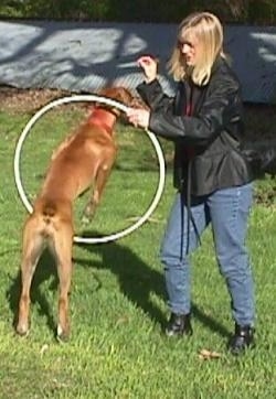 Allie the Boxer is starting to jump through a hula hoop with her body half way through the hoop, which is being held by her owner. Her Owner has a treat in her hand