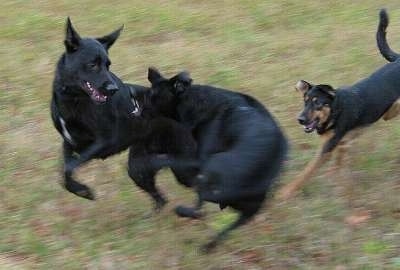 Action shot - Two black with white Labrador/German Shepherds are biting at each other. Three dogs are running at each other across grass.