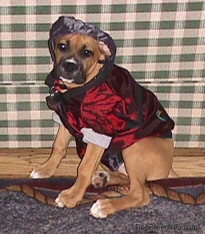 Allie the Boxer is sitting in front of a couch and wearing a shiny maroon and black doggie hoodie with the black hood up