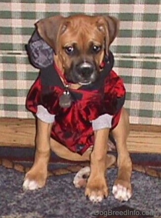 Allie the Boxer puppy sitting on a rug behind a couch wearing a sports coat hoodie