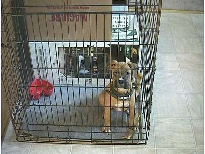 Allie the Boxer Puppy sitting in a dog crate looking at the camera holder