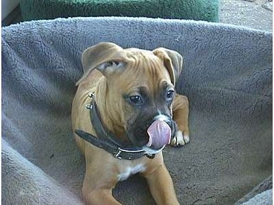 Allie the Boxer as a Puppy in the dog bed licking her nose