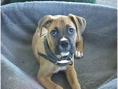 Allie the Boxer as a Puppy laying in a dog bed and looking at the camera holder