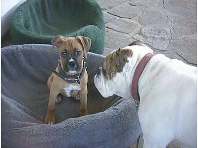 Allie the Boxer puppy is sitting in the dog bed looking at the camera holder as Spike the Bulldog looks at her