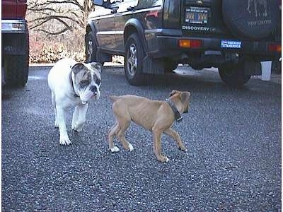 Spike the Bulldog is following Allie the Boxer Puppy. Allie is looking back at Spike