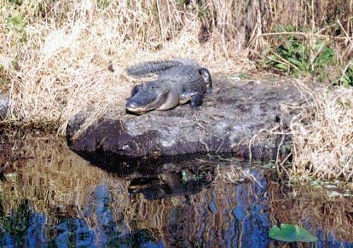 An Alligator laying under the sun on a rock in front of a body of water.