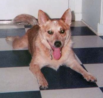 A red Australian Cattle Dog, with its mouth open and tongue out, is laying on checkered tiled kitchen floor and it is looking forward.