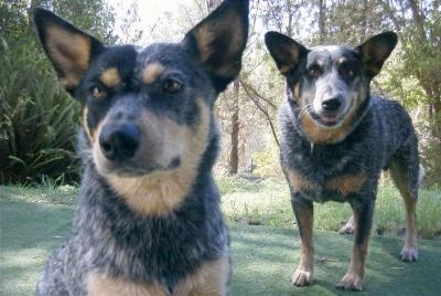 black and tan cattle dog